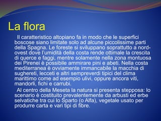 La flora
Il caratteristico altopiano fa in modo che le superfici
boscose siano limitate solo ad alcune piccolissime parti
della Spagna. Le foreste si sviluppano soprattutto a nord-
ovest dove l’umidità della costa rende ottimale la crescita
di querce e faggi, mentre solamente nella zona montuosa
dei Pirenei è possibile ammirare pini e abeti. Nella costa
mediterranea è ovviamente immancabile la macchia di
sughereti, lecceti e altri sempreverdi tipici del clima
marittimo come ad esempio ulivi, oppure ancora viti,
mandorli, fichi e carrubi.
Al centro della Meseta la natura si presenta stepposa: lo
scenario è costituito prevalentemente da arbusti ed erbe
selvatiche tra cui lo Sparto (o Alfa), vegetale usato per
produrre carta e vari tipi di fibre.
 