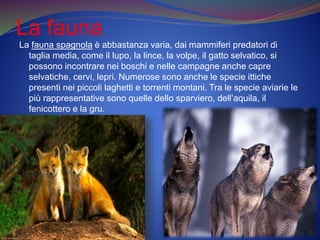 La fauna
La fauna spagnola è abbastanza varia, dai mammiferi predatori di
taglia media, come il lupo, la lince, la volpe, il gatto selvatico, si
possono incontrare nei boschi e nelle campagne anche capre
selvatiche, cervi, lepri. Numerose sono anche le specie ittiche
presenti nei piccoli laghetti e torrenti montani. Tra le specie aviarie le
più rappresentative sono quelle dello sparviero, dell’aquila, il
fenicottero e la gru.
 