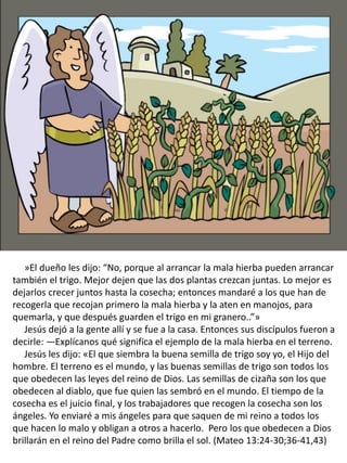 »El dueño les dijo: “No, porque al arrancar la mala hierba pueden arrancar
también el trigo. Mejor dejen que las dos plantas crezcan juntas. Lo mejor es
dejarlos crecer juntos hasta la cosecha; entonces mandaré a los que han de
recogerla que recojan primero la mala hierba y la aten en manojos, para
quemarla, y que después guarden el trigo en mi granero..”»
Jesús dejó a la gente allí y se fue a la casa. Entonces sus discípulos fueron a
decirle: —Explícanos qué significa el ejemplo de la mala hierba en el terreno.
Jesús les dijo: «El que siembra la buena semilla de trigo soy yo, el Hijo del
hombre. El terreno es el mundo, y las buenas semillas de trigo son todos los
que obedecen las leyes del reino de Dios. Las semillas de cizaña son los que
obedecen al diablo, que fue quien las sembró en el mundo. El tiempo de la
cosecha es el juicio final, y los trabajadores que recogen la cosecha son los
ángeles. Yo enviaré a mis ángeles para que saquen de mi reino a todos los
que hacen lo malo y obligan a otros a hacerlo. Pero los que obedecen a Dios
brillarán en el reino del Padre como brilla el sol. (Mateo 13:24-30;36-41,43)
 