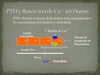 PTH: elimina el hueso de la matriz ósea aumentando a los osteoclastos (en número y actividad). Líquido Óseo Sistema de membrana de Osteoclastos Hueso     Bomba de Ca 2+ Proteína receptora de PTH Líquido Extracelular Ca 2 + Osteólisis 