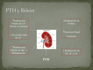PTH Reabsorción Tubular de Ca 2+  (Distal y Colector)    Excreción renal de Ca 2+ Reabsorción Tubular de Mg 2+  e Hidrogeniones Reabsorción de Fosfato  Excreción Renal Fosfaturia    Reabsorción de Na + , K +  y   AA 