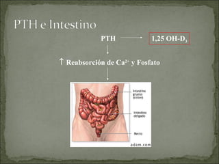 PTH    Reabsorción de Ca 2+  y Fosfato 1,25 OH-D 3 