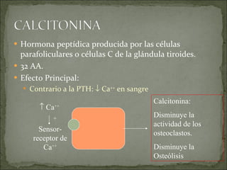 Hormona peptídica producida por las células parafoliculares o células C de la glándula tiroides. 32 AA. Efecto Principal: Contrario a la PTH:    Ca ++  en sangre Sensor-receptor de Ca ++    Ca ++ + Calcitonina: Disminuye la actividad de los osteoclastos. Disminuye la Osteólisis 