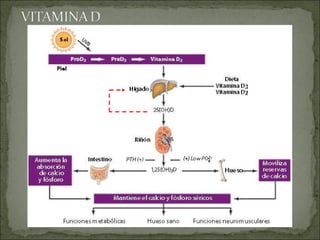 colecalciferol 7-deshidrocolesterol inhibición    Ca 2+ (+) 