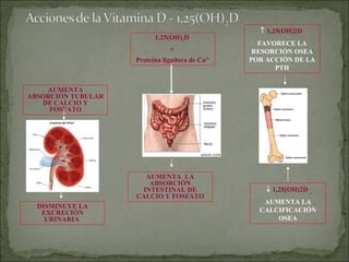 AUMENTA ABSORCIÓN TUBULAR DE CALCIO Y FOSFATO DISMINUYE LA EXCRECIÓN URINARIA  1,25(OH) 2 D  +  Proteína ligadora de Ca 2+ AUMENTA  LA ABSORCIÓN INTESTINAL DE CALCIO Y FOSFATO    1,25(OH)2D  FAVORECE LA RESORCIÓN OSEA POR ACCIÓN DE LA PTH    1,25(OH)2D  AUMENTA LA CALCIFICACIÓN OSEA 