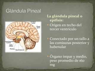 La glándula pineal o epífisis:   Origen en techo del tercer ventrículo Conectado por un tallo a las comisuras posterior y habenular  Órgano impar y medio, peso promedio de 160 mg 