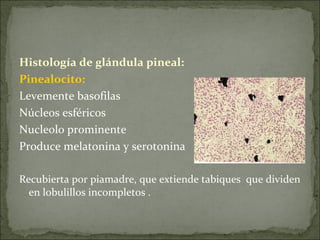 Histología de glándula pineal:  Pinealocito:   Levemente basofilas Núcleos esféricos Nucleolo prominente Produce melatonina y serotonina Recubierta por piamadre, que extiende tabiques  que dividen en lobulillos incompletos . 