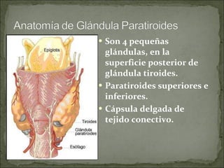 Son 4 pequeñas glándulas, en la superficie posterior de glándula tiroides.  Paratiroides superiores e  inferiores. Cápsula delgada de tejido conectivo.  