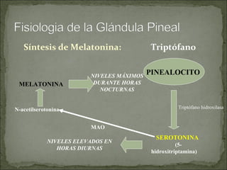 Síntesis de Melatonina:  Triptófano  PINEALOCITO  Triptófano hidroxilasa SEROTONINA   (5-hidroxitriptamina) NIVELES ELEVADOS EN HORAS DIURNAS MAO N-acetilserotonina MELATONINA NIVELES MÁXIMOS DURANTE HORAS NOCTURNAS 