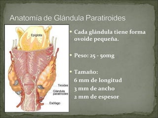 Cada glándula tiene forma ovoide pequeña. Peso: 25 - 50mg Tamaño: 6 mm de longitud 3 mm de ancho 2 mm de espesor 