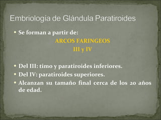 Se forman a partir de: ARCOS FARINGEOS III y IV Del III: timo y paratiroides inferiores. Del IV: paratiroides superiores. Alcanzan su tamaño final cerca de los 20 años de edad. 