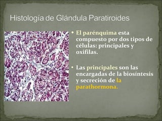 El parénquima  esta compuesto por dos tipos de células: principales y oxifilas. Las  principales  son las encargadas de la biosíntesis y secreción de  la parathormona.  