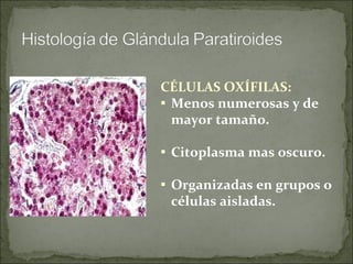 CÉLULAS OXÍFILAS:  Menos numerosas y de mayor tamaño. Citoplasma mas oscuro. Organizadas en grupos o células aisladas. 