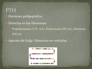 Hormona polipeptídica. Sintetiza en los ribosomas: Preprohormona (110  AA), Prohormona (90 AA), Hormona (84AA) Aparato de Golgi: Almacena en vesículas. 