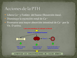 Libera Ca ++  y Fosfato  del hueso (Resorción ósea). Disminuye la excreción renal de Ca ++   Promueve una mayor absorción intestinal de Ca ++  por la Vit. D activa. AUMENTAR  LAS  CONCENTRACIONES  DE  CALCIO  SÉRICO 