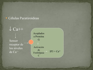 Células Paratiroideas Sensor receptor de los niveles de Ca ++ Acoplados a Proteína G Activación de Fosfolipasa C IP3 + Ca 2+    Ca++ 
