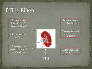 PTH Reabsorción Tubular de Ca 2+  (Distal y Colector)    Excreción renal de Ca 2+ Reabsorción Tubular de Mg 2+  e Hidrogeniones Reabsorción de Fosfato  Excreción Renal Fosfaturia    Reabsorción de Na + , K +  y   AA 