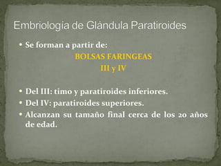Se forman a partir de: BOLSAS FARINGEAS III y IV Del III: timo y paratiroides inferiores. Del IV: paratiroides superiores. Alcanzan su tamaño final cerca de los 20 años de edad. 