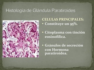 CELULAS PRINCIPALES:   Constituye un 95%.  Citoplasma con tinción eosinofílica. Gránulos de secreción con Hormona paratiroidea. 