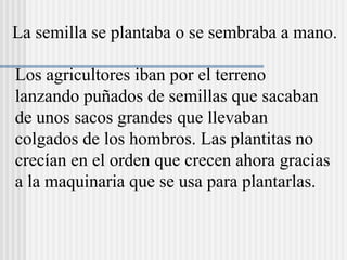 Los agricultores iban por el terreno
lanzando puñados de semillas que sacaban
de unos sacos grandes que llevaban
colgados de los hombros. Las plantitas no
crecían en el orden que crecen ahora gracias
a la maquinaria que se usa para plantarlas.
La semilla se plantaba o se sembraba a mano.
 