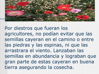 Por diestros que fueran los
agricultores, no podían evitar que las
semillas cayeran en el camino o entre
las piedras y las espinas, ni que las
arrastrara el viento. Lanzaban las
semillas en abundancia y lograban que
gran parte de estas cayeran en buena
tierra asegurando la cosecha.
 