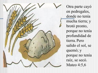 Otra parte cayó
en pedregales,
donde no tenía
mucha tierra; y
brotó pronto,
porque no tenía
profundidad de
tierra.Pero
salido el sol, se
quemó; y
porque no tenía
raíz, se secó.
Mateo 4:5,6
 