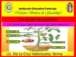 Las partes de la planta
Lic. De La Cruz Valenzuela, Yenny
 