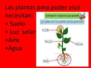 Las plantas para poder vivir
necesitan:
+ Suelo
+ Luz solar
+Aire
+Agua
 