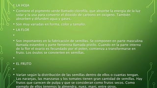 • LA HOJA
• Contiene el pigmento verde llamado clorofila, que absorbe la energía de la luz
solar y la usa para convertir el dióxido de carbono en oxígeno. También
absorben y difunden agua y gases.
• Son muy variadas en forma, color y tamaño.
• LA FLOR
•
• Son importantes en la fabricación de semillas. Se componen en parte masculina
llamada estambre y parte femenina llamada pistilo. Cuando en la parte interna
de la flor el ovario es fecundado por el polen, comienza a transformarse en
fruto. Los óvulos se convierten en semillas.
•
• EL FRUTO
•
• Varían según la distribución de las semillas dentro de ellos o cuantas tengan.
Las naranjas, las manzanas y los tomates tienen gran cantidad de semillas. Hay
frutos que carecen de pulpa y que se consideran como frutos secos. Como
ejemplo de ellos tenemos la almendra, nuez, maní, entre otros.
 
