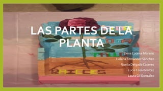 LAS PARTES DE LA
PLANTA
Elena Lucena Moreno
Helena Fernández Sánchez
Noelia Delgado Cáceres
Lucía Fosa Benítez
LauraGil González
 