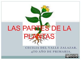 CECILIA DEL VALLE ZALAZAR.
4TO AÑO DE PRIMARIA.
LAS PARTES DE LA
PLANTAS
 