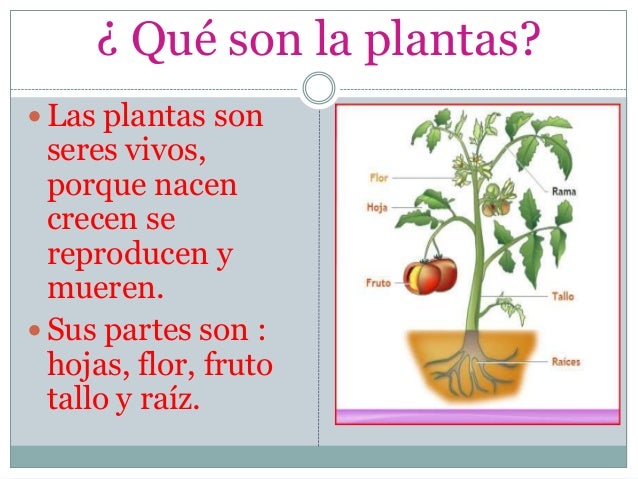 Resultado de imagen de las plantas para niños de primaria