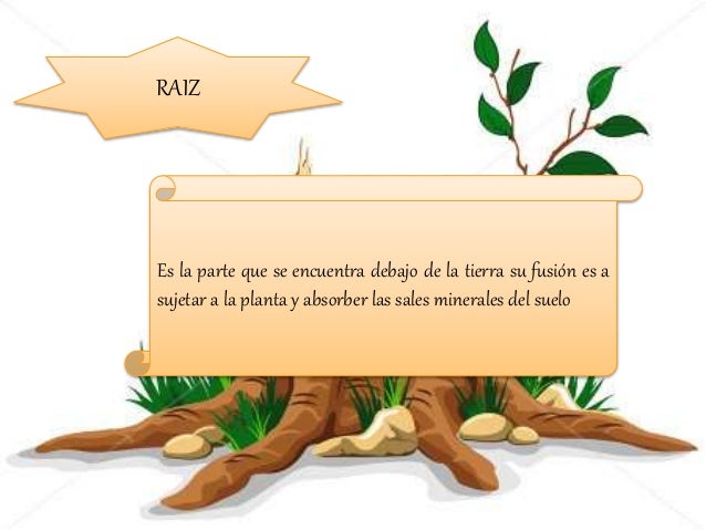 partes de la