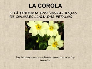 LA COROLA ESTÁ FORMADA POR VARIAS HOJAS DE COLORES LLAMADAS PÉTALOS Los Pétalos son un reclamo para atraer a los insectos 