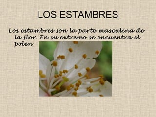 LOS ESTAMBRES Los estambres son la parte masculina de la flor. En su extremo se encuentra el polen 