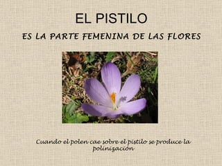EL PISTILO ES LA PARTE FEMENINA DE LAS FLORES Cuando el polen cae sobre el pistilo se produce la polinización 