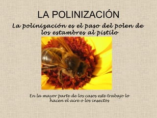 LA POLINIZACIÓN La polinización es el paso del polen de los estambres al pistilo  En la mayor parte de los casos este trabajo lo hacen el aire o los insectos 