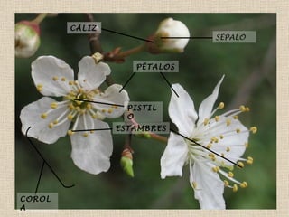 SÉPALO CÁLIZ PÉTALOS ESTAMBRES PISTILO COROLA 