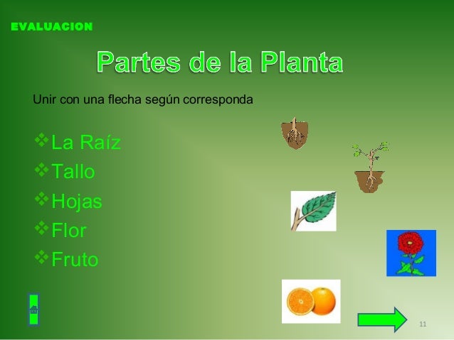 Las partes de las plantas