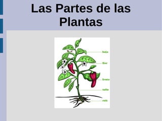 Las Partes de las
Plantas
 