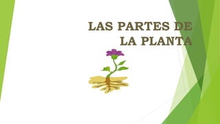 LAS PARTES DE
LA PLANTA
 