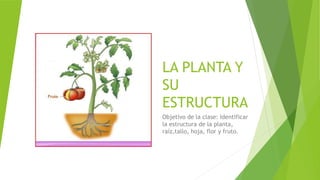 LA PLANTA Y
SU
ESTRUCTURA
Objetivo de la clase: Identificar
la estructura de la planta,
raíz,tallo, hoja, flor y fruto.
 