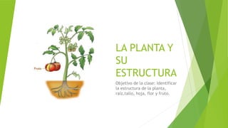 LA PLANTA Y
SU
ESTRUCTURA
Objetivo de la clase: Identificar
la estructura de la planta,
raíz,tallo, hoja, flor y fruto.
 