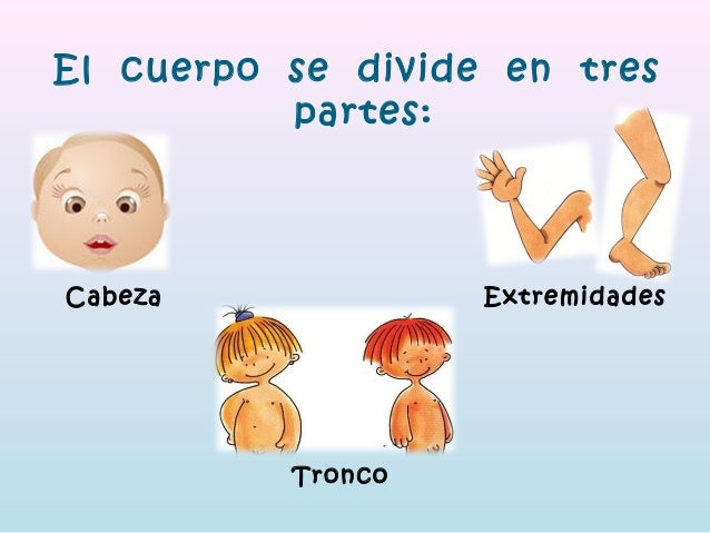 Partes del cuerpo humano cabeza tronco y extremidades