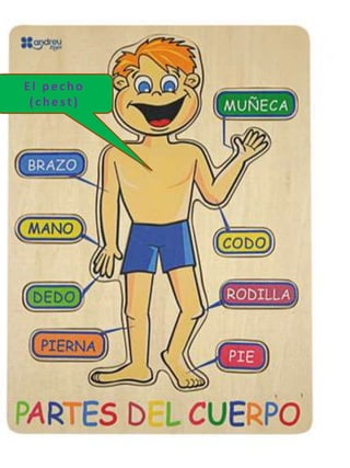 El pecho
(chest)