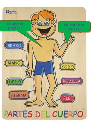El pecho
(chest)
La muñeca
(wrist)