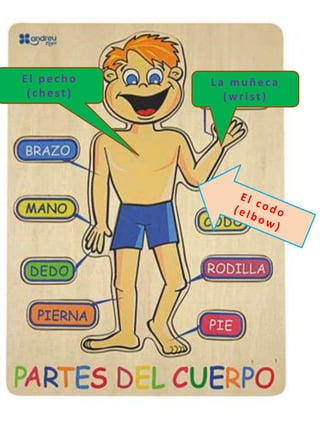 El pecho
(chest)
La muñeca
(wrist)