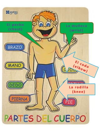 El pecho
(chest)
La muñeca
(wrist)
La rodilla
(knee)