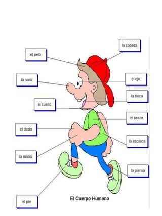 Las partes del cuerpo humano3 split