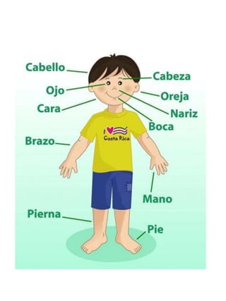 Las partes del cuerpo humano3 split